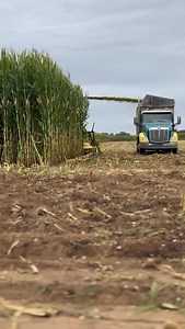 Run run “Big Nasty” — tons under the tree 🌲 • • • #BagliettoSeeds #agriculture #farming #californiaagriculture #corn | Baglietto Seeds