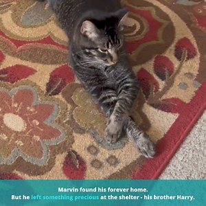 When Sara adopted Marvin from the shelter, she had no idea about his obsession. This delightful kitty thought that having a bath was the best thing in the world – until he was reunited with brother! 😻 🛀🏻 😻 | Cats And Kittens