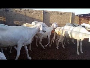 Intensive sheep farming