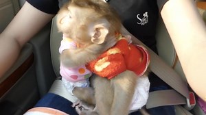 20K views · 252 reactions | [Hot Day] Donal & Moly Sitting & Sweet In Pool Bathing| Moly Learn To Swim Follow Donal, Part 18 | Monkey Dodo | Facebook