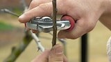 Pruning Fruit Trees - Gardening Australia