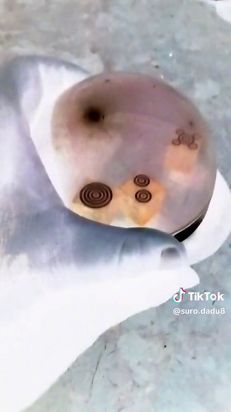 Suro Dadu on TikTok