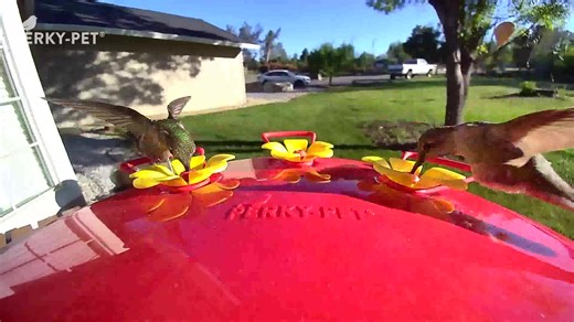 #humingbirdsOfCalifornia #hummingbirds #perkypetpeeks #nature #feedercam | HV Hummingbird Alley