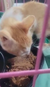 6.8K views · 943 reactions | Orange Crush home from his appointment...