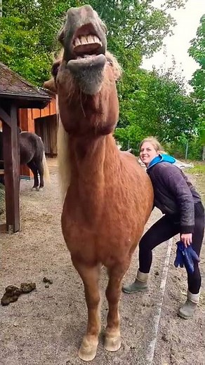 Horse belly rubbing at its finest😂