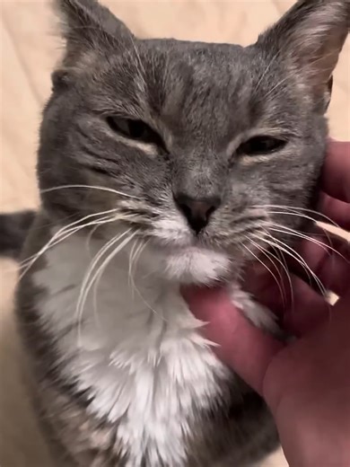 1.9K views · 36 reactions | Have you ever seen such a sweet kitty | Cat House | Facebook