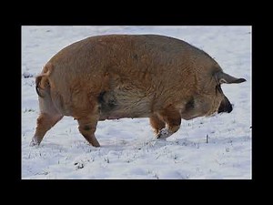 Big Pig Snort & Chew Sound Effect