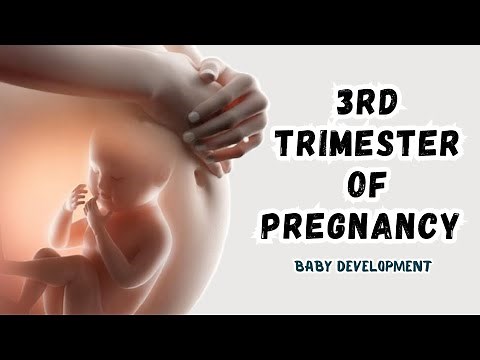 3rd Trimester of Pregnancy - Baby Developments !