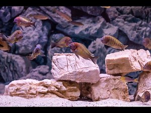 Tropheus moorii ilangi spawning - tropheus fish breeding. how to breed tropheus cichlids