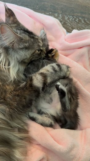 2.5K views · 98 reactions | Bath time﫧識#felinefriends...