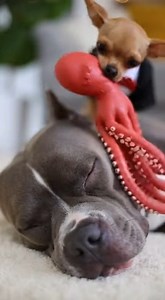 2.9K views · 76 reactions | Funny Chihuahua Pranks Pitbull 藍 #fblifestyle #winterseason #naturelovers #toys #holidaygame #holidayhumor #bears #anime #animals #stuffedanimals | Serpent Gaming | Facebook