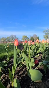 #Assalamualaikum #islamicdailyquotes #foryoupagereels #Tulips #trending https://www.youtube.com/c/colorsincanada | Colors In Canada