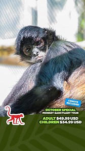 1.1K views | FREE admission to the Ma'ax cenote!  Don't miss one of the best tours in the Riviera Maya!   Adults $49.99 USD  Children $34.99 USD BOOK NOW ✅ Valid until October 31, 2025* . ¡Entrada GRATIS al cenote Ma'ax!  ¡No te pierdas uno de los mejores tours de la Riviera Maya!   Adultos $49.99 USD  Niños $34.99 USD RESERVA AHORA ✅ Válido hasta el 31 de octubre de 2025* #akumalmonkeysanctuary | Akumal Monkey Sanctuary & Rescued Animals | Facebook