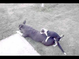 Chihuahua VS Pit bull.3gp