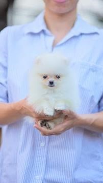 🐶💜 $70,000 hembra blanca con Pedigree, Padre Campeon MEX y PANAM POMEX1610 9227