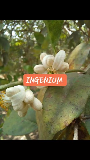 2.3K views · 18 reactions | Cultivo de limón #ingenium | INGENIUM | Facebook