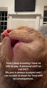8.8K views · 263 reactions | Why Do Cats Snore 樂殺 | Cat Lover | Facebook