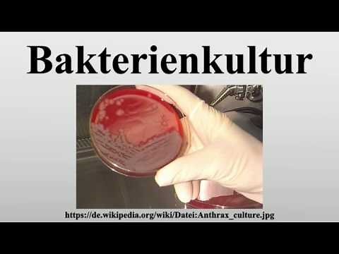 Bakterienkultur