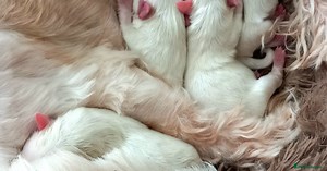 4 Miniature Maltese puppies for sale  for sale in Melksham | Pets4Homes