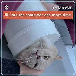 62K views · 1.3K reactions | How a fat cat undergoes CT scan | 9GAG Aww | Facebook