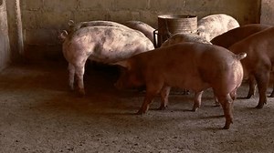 Züchterschwein mit schmutzigen Körper krabbeln Essen: Stockvideos & Filmmaterial (100 % lizenzfrei) 3482595955 | Shutterstock