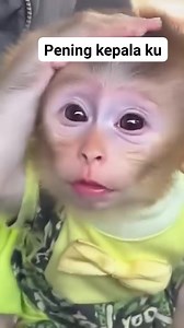 185K views · 3.5K reactions | Pening boss #monkey | Sandi Firmansyah | Facebook