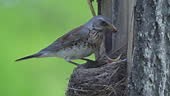 The Fieldfare bird feeds the chicks with worms on the nest and then...