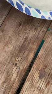 Geranium Seed Germination 🌱 #pnwflowers #growflowers #germanation #geranium | Sweet Pea Cottage