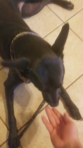 Libby working basics | The Dog Coach