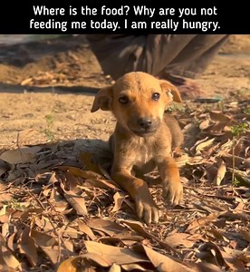 8.2K views · 112 reactions | We feed 250+ stray / homeless dogs and...