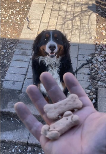 Ollie the Dog Meets FedEx: Will They Catch Him?