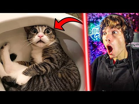 Ne faites SURTOUT PAS ÇA à VOS ANIMAUX ! (même si c'est drôle)(vraiment)