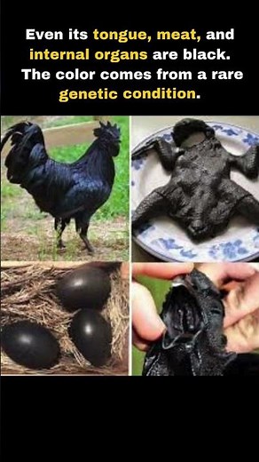 Rarest Chicken in the World| Ayam Cemani..