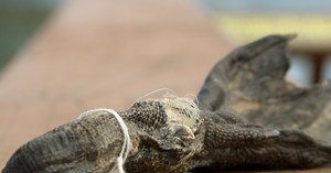 Fishing line causing problems at Spring Meadow State Park