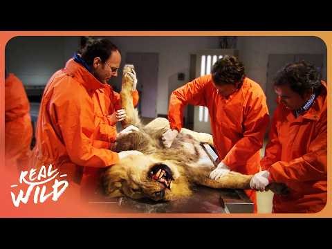 Anatomy Of The World's Most Deadly Apex Predators | Inside Nature's Giants