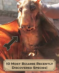 10 Most Bizarre Recently Discovered Species! | Origins Explained