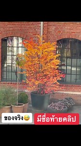 Parrotia persica พาชมความงามในฤดูใบไม้ร่วง ที่มีในสวีเดนและนอร์เวย์ บรรยากาศใบไม้เปลี่ยนสีในช่วงต้นฤดูใบไม้ร่วง #ใบไม้เปลี่ยนสี #Autumn2023 #ดอกไม้สวยๆ #เที่ยวยุโรป #เที่ยวสวีเดน #เที่ยวนอร์เวย์ | มาดามบ้านนาสวีเดน คนบุรีรัมย์