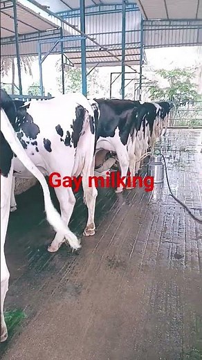 gay milking short video trending