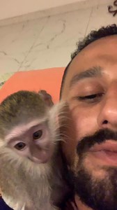 875 reactions · 98 comments | بيومي فاكرني امه باين كده藍 #حيوانات_ابو_اسيا | Ali Ramadan | Facebook