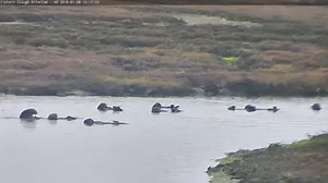 Otter party in the slough! #ElkhornSloughOtterCam | Elkhorn Slough Foundation