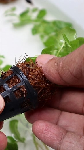 21K views · 202 reactions | Planting Creeping Jenny in the Aqua Garden #aquagarden #micropond #creepingjenny | The Urban Nemophilist | Facebook