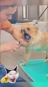 Dogs vs Cats Funny Moments That Are Too Good😂🐶😸#shorts #shortvideo #funny #pets #animalshorts
