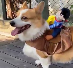 My dog loves this costume a lot 😂🥰 In case if you wanna get it, get it from here - https://www.corgshop.com/products/funny-dog-costumes-for-corgi | We Love Corgi