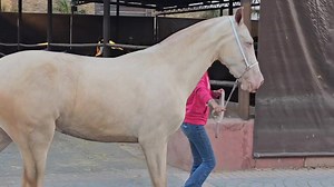 21K views · 429 reactions | Frisones El Centenario on Reels | Facebook