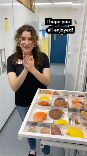 11 reactions | Meet Sophia’s favorite bivalve: _Mimachlamys...