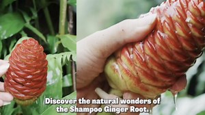 3 Awapuhi Shampoo Ginger Roots, Zingiber Zerumbet Pinecone Ginger Rhizomes, 1 Year Old, Cold Hardy Pinecone Lily Ginger Flowers