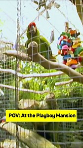 An All Access Tour Inside The Infamous Playboy Mansion I #mtvcribs | MTV Africa