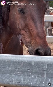 2.9K views · 60 reactions | So many poor soles standing in the pens at the sales hoping to find one last chance to find a loving home before being sold to slaughter . So sad but at least they get a chance to hopefully find someone! Without these sales a lot of horses would be taken straight to the slaughterhouses. I wish somehow they wouldn’t even get to be in this position but I don’t see another way to stop this. | Project Ponies | Facebook