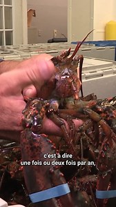422K views · 3.8K reactions |  30 000 homards traités chaque jour : immersion dans une usine hors norme | Infos & Enquêtes | Facebook
