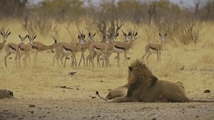 Lion et lionne - Panthera leo : vidéo de stock (100 % libre de droit) 3928345125 | Shutterstock